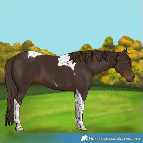 Horse Color:Liver Chestnut Tobiano 