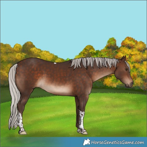 Horse Color:Silver Brown Tobiano 