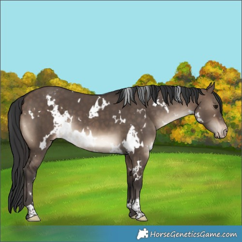 Horse Color:White Spotted Brown Dun Appaloosa 