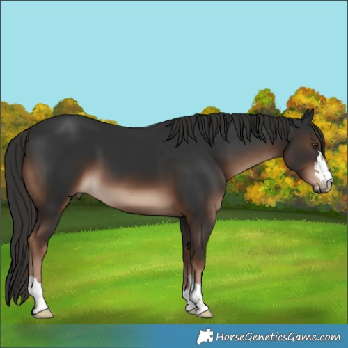 Horse Color:Liver Chestnut 