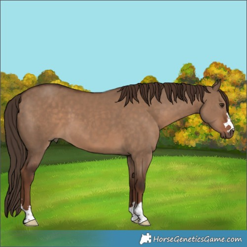 Horse Color:Liver Red Dun 