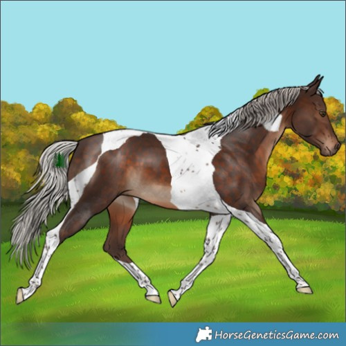 Horse Color:Silver Brown Tobiano
