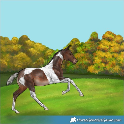 Horse Color:Silver Brown Tobiano 
