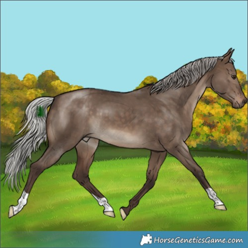 Horse Color:Silver Brown Dun