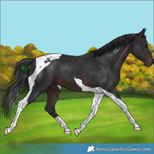 Horse Color:Brown Tobiano 