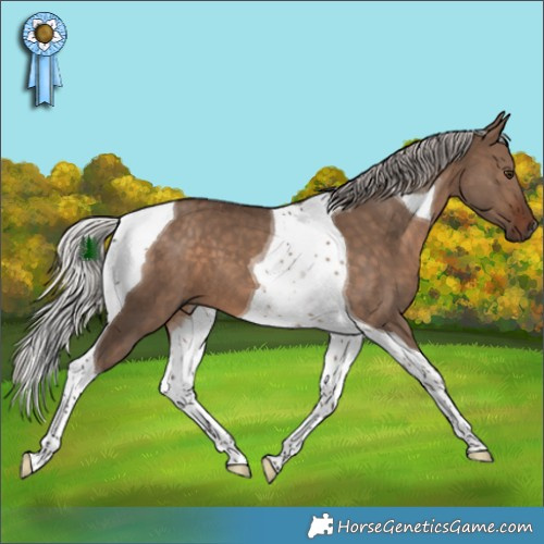 Horse Color:Silver Brown Dun Tobiano 
