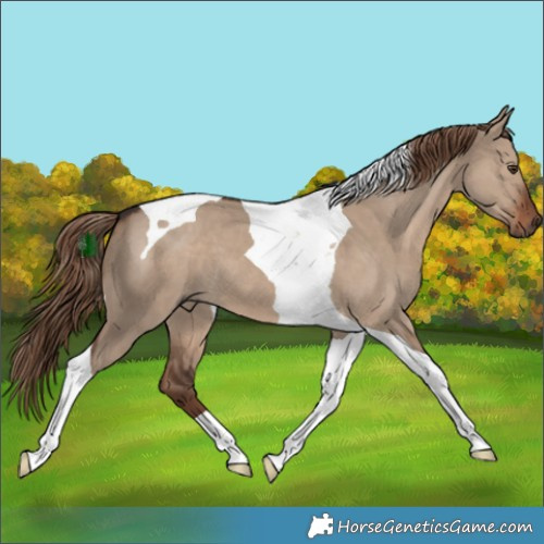 Horse Color:Liver Red Dun Tobiano 