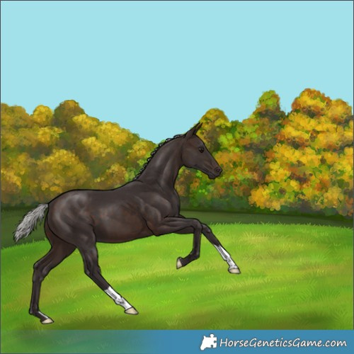 Horse Color:Silver Brown