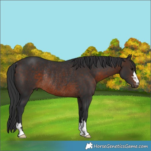 Horse Color:Brown Rabicano 