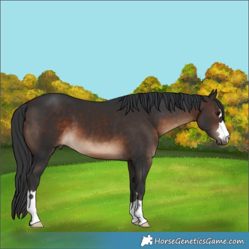 Horse Color:Brown 