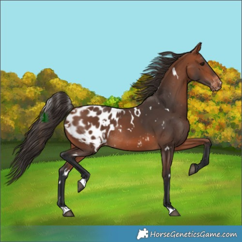 Horse Color:White Spotted Bay Appaloosa Rabicano 