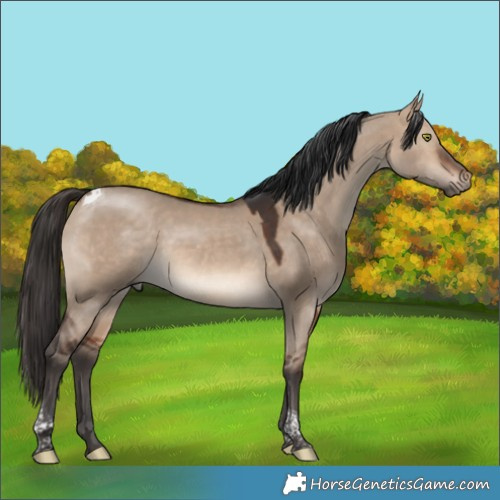 Horse Color:Bay Dun Tobiano 