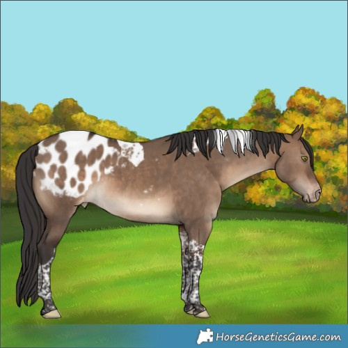 Horse Color:Brown Dun Tobiano Appaloosa 