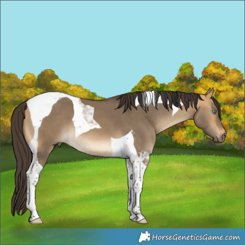 Horse Color:Buckskin Dun Tobiano 