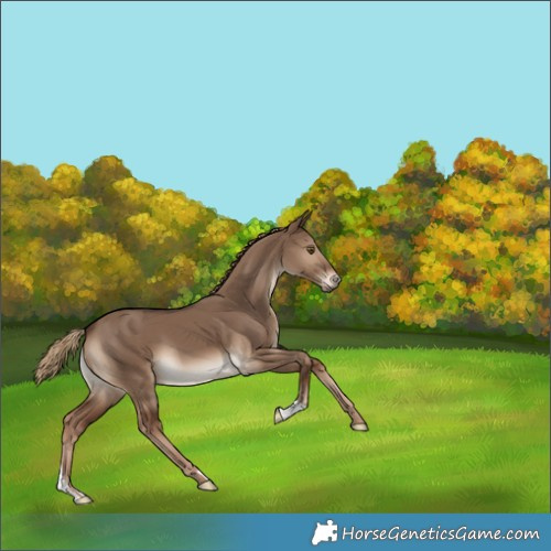 Horse Color:Liver Red Dun