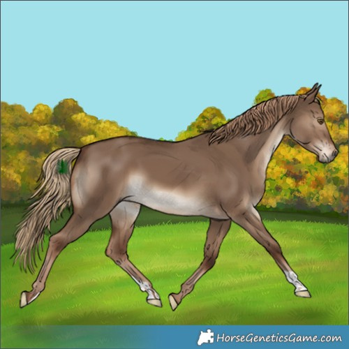 Horse Color:Liver Red Dun 