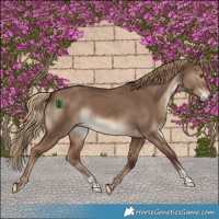 Horse Color:Liver Red Dun 