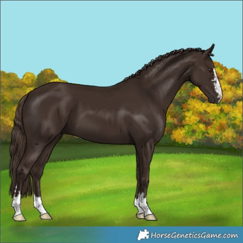 Horse Color:Liver Chestnut 