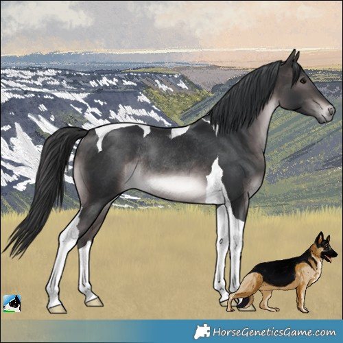 Horse Color:Platinum Brown Tobiano Rabicano