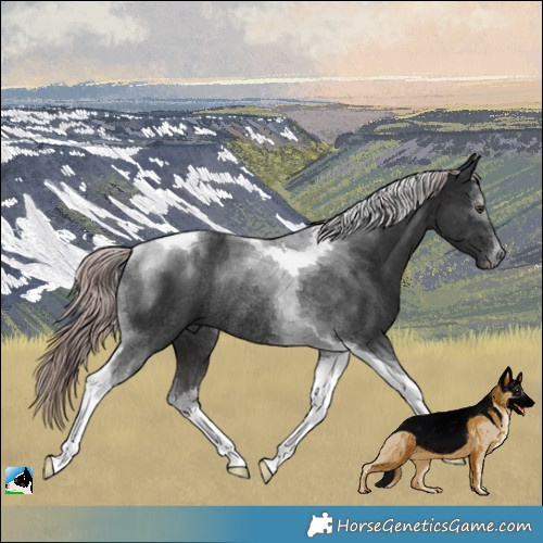 Horse Color:Platinum Liver Chestnut Tobiano Rabicano 
