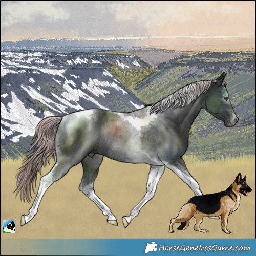 Horse Color:Platinum Liver Chestnut Tobiano Rabicano 