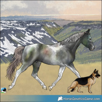 Horse Color:Platinum Liver Chestnut Tobiano Rabicano