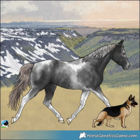 Horse Color:Platinum Liver Chestnut Tobiano Rabicano