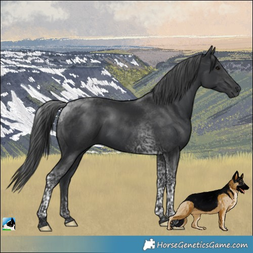 Horse Color:Platinum Black Tobiano