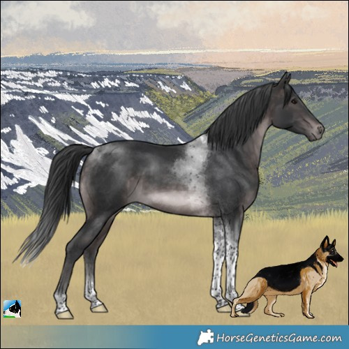 Horse Color:Platinum Brown Tobiano 