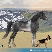 Horse Color:Platinum Brown Tobiano 