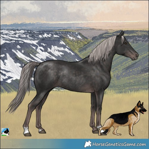 Horse Color:Platinum Liver Chestnut Rabicano