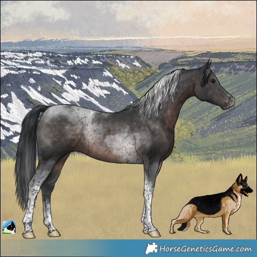 Horse Color:Platinum Brown Tobiano 