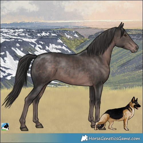Horse Color:Platinum Liver Chestnut Rabicano 