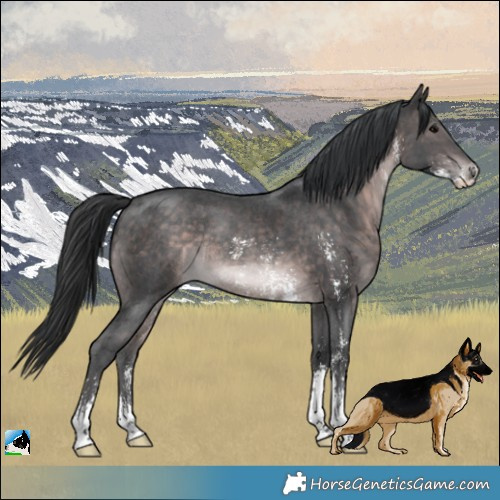 Horse Color:Platinum Brown Sabino Rabicano 