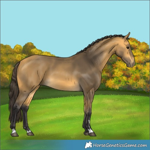Horse Color:Unknown 