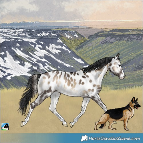 Horse Color:Brown Onyx Near Leopard Rabicano