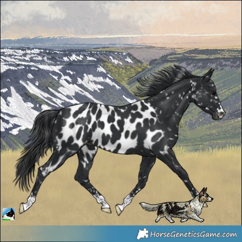 Horse Color:Black Mushroom Near Leopard 