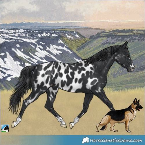 Horse Color:Black Mushroom Appaloosa