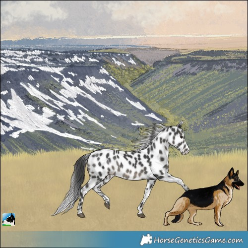Horse Color:Black Leopard Rabicano 