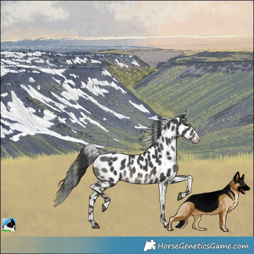 Horse Color:Black Appaloosa Rabicano 