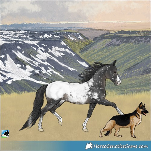 Horse Color:Black Snowcap Rabicano