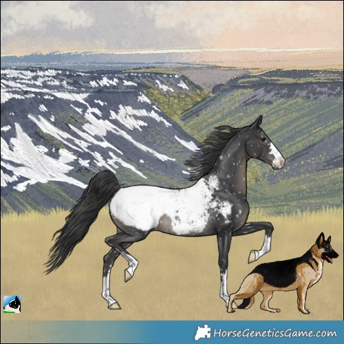 Horse Color:Black Appaloosa Rabicano 