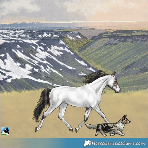 Horse Color:Brown Dun Mushroom Near Fewspot