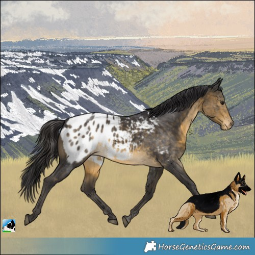 Horse Color:Buckskin Appaloosa 