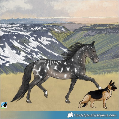 Horse Color:Black Near Leopard