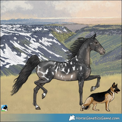 Horse Color:Black Appaloosa 