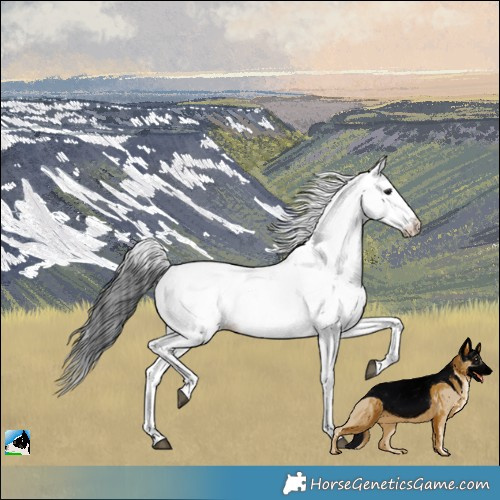 Horse Color:Black Appaloosa Rabicano 
