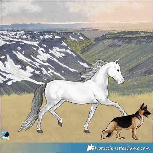 Horse Color:Black Fewspot Rabicano