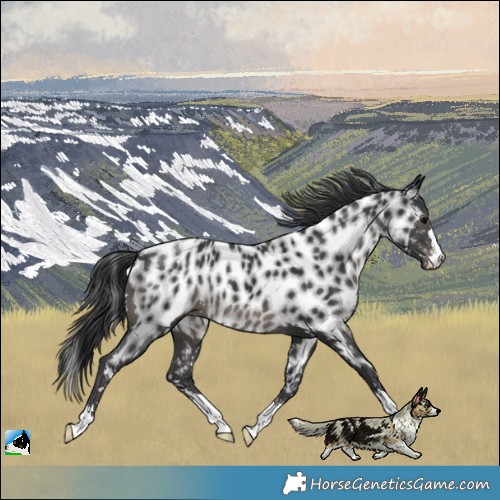Horse Color:Black Near Leopard