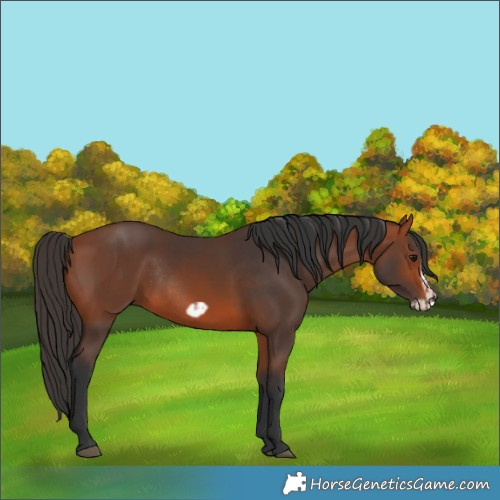 Horse Color:Bay Rabicano  and Bay Frame Rabicano 